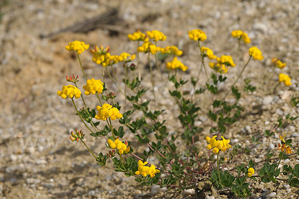 Gemeiner Hornklee (Lotus corniculatus)