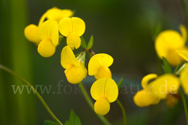 Gemeiner Hornklee (Lotus corniculatus)