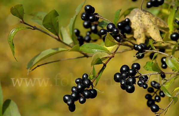 Gemeiner Liguster (Ligustrum vulgare)