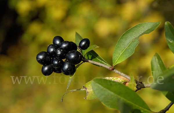 Gemeiner Liguster (Ligustrum vulgare)