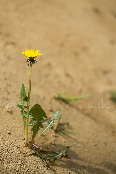 Gemeiner Löwenzahn (Taraxacum officinale agg.)