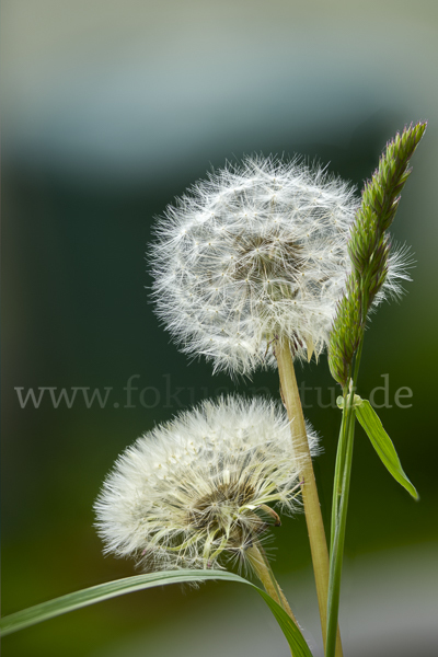 Gemeiner Löwenzahn (Taraxacum officinale agg.)