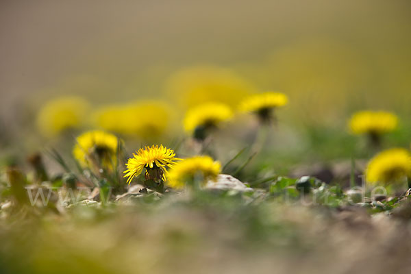 Gemeiner Löwenzahn (Taraxacum officinale agg.)