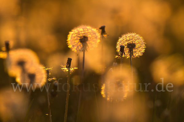 Gemeiner Löwenzahn (Taraxacum officinale agg.)