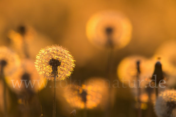 Gemeiner Löwenzahn (Taraxacum officinale agg.)