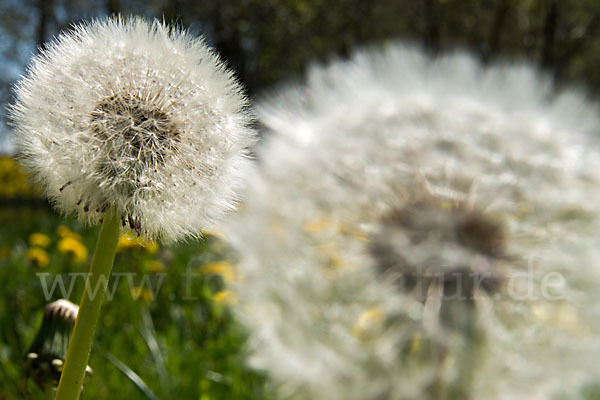 Gemeiner Löwenzahn (Taraxacum officinale agg.)