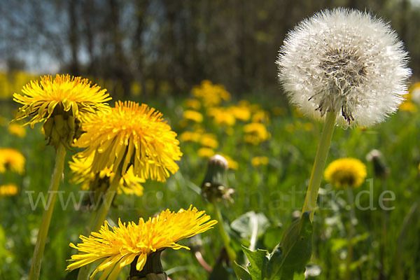 Gemeiner Löwenzahn (Taraxacum officinale agg.)