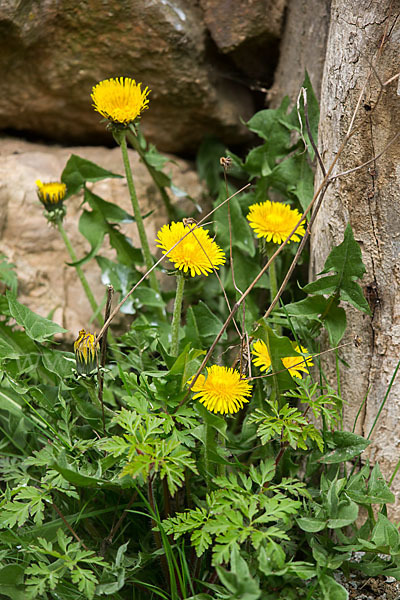 Gemeiner Löwenzahn (Taraxacum officinale agg.)