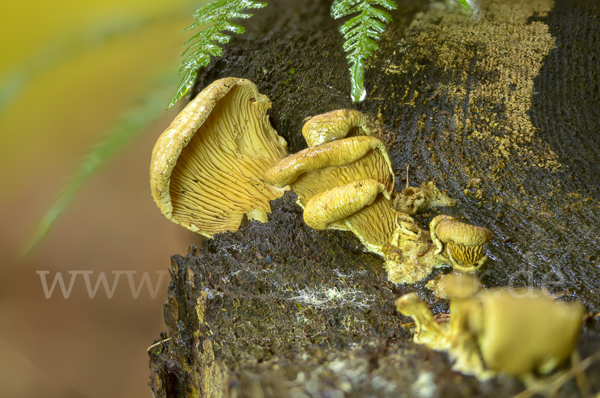 Gemeiner Muschelkrempling (Tapinella panuoides)