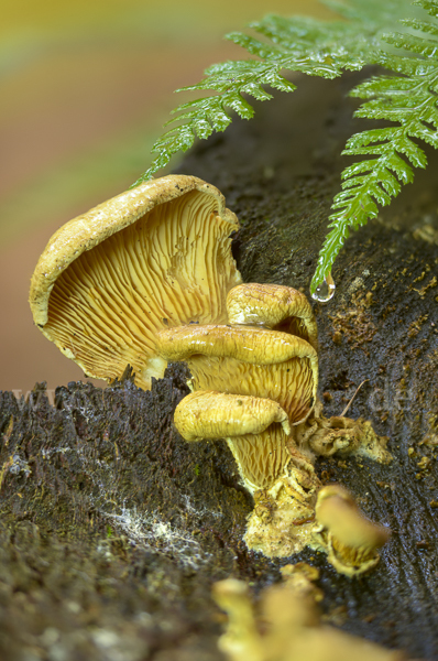 Gemeiner Muschelkrempling (Tapinella panuoides)