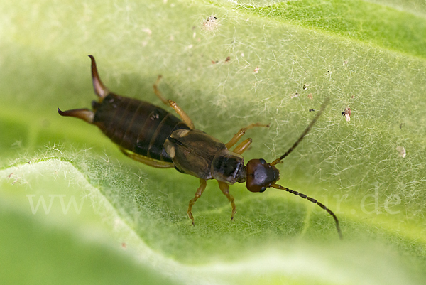 Gemeiner Ohrwurm (Forficula auricularia)