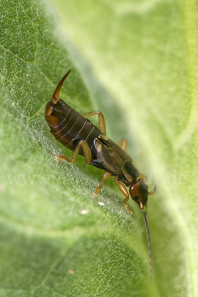 Gemeiner Ohrwurm (Forficula auricularia)