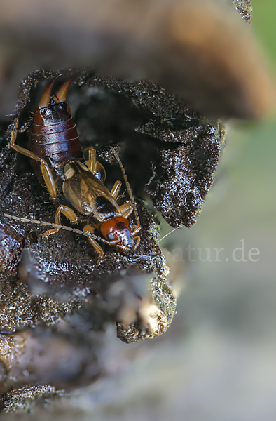 Gemeiner Ohrwurm (Forficula auricularia)