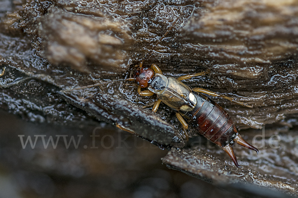 Gemeiner Ohrwurm (Forficula auricularia)