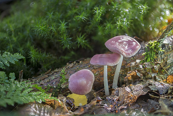 Gemeiner Rettichhelmling (Mycena pura)