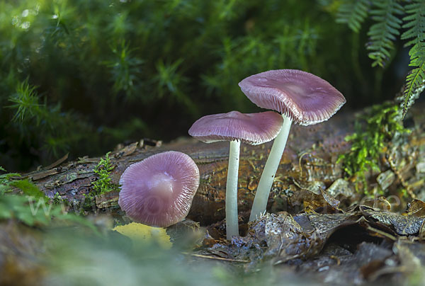 Gemeiner Rettichhelmling (Mycena pura)