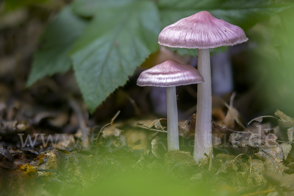 Gemeiner Rettichhelmling (Mycena pura)