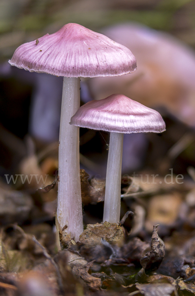 Gemeiner Rettichhelmling (Mycena pura)