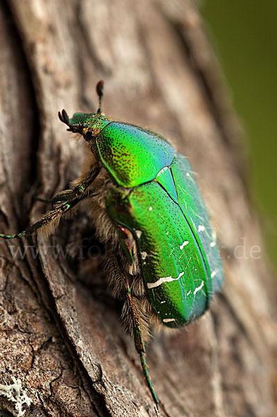 Gemeiner Rosenkäfer (Cetonia aurata)