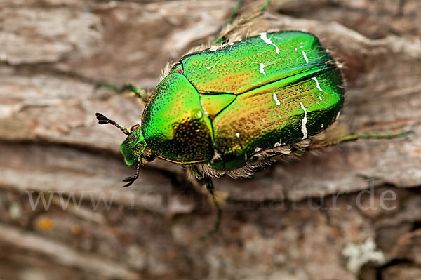 Gemeiner Rosenkäfer (Cetonia aurata)