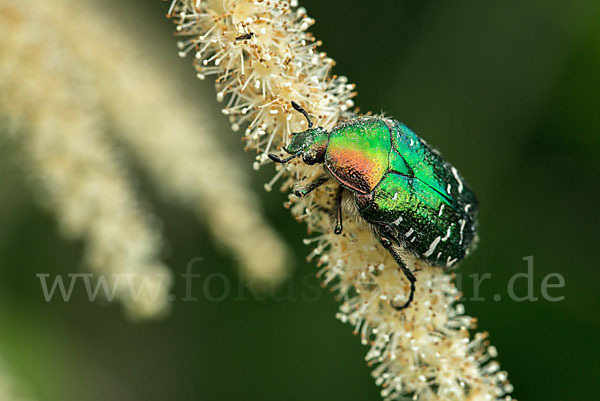 Gemeiner Rosenkäfer (Cetonia aurata)