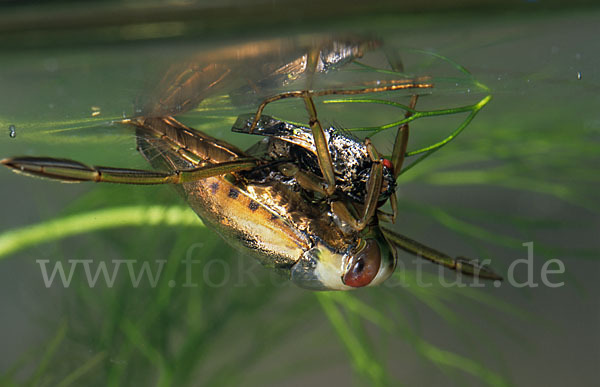 Gemeiner Rückenschwimmer (Notonecta glauca)