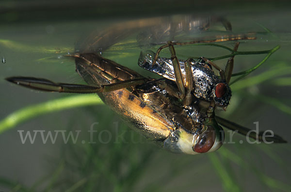 Gemeiner Rückenschwimmer (Notonecta glauca)