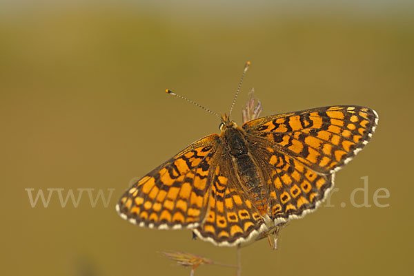 Gemeiner Scheckenfalter (Melitaea cinxia)