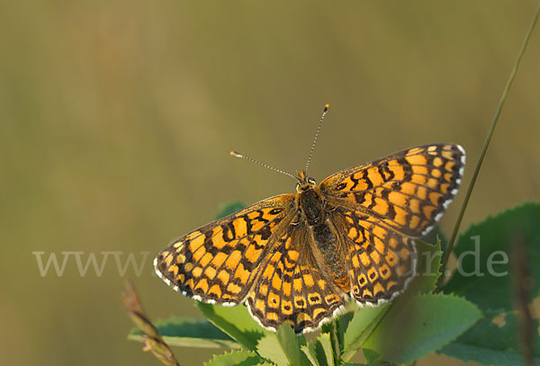 Gemeiner Scheckenfalter (Melitaea cinxia)