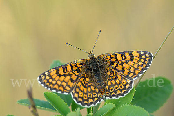 Gemeiner Scheckenfalter (Melitaea cinxia)