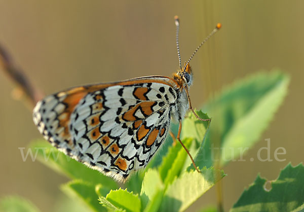 Gemeiner Scheckenfalter (Melitaea cinxia)