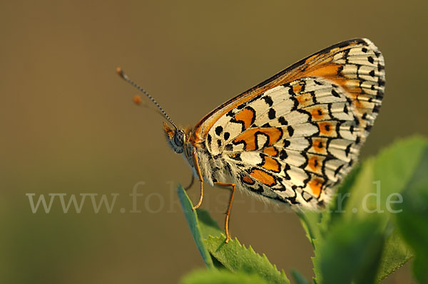 Gemeiner Scheckenfalter (Melitaea cinxia)