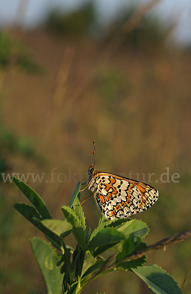 Gemeiner Scheckenfalter (Melitaea cinxia)