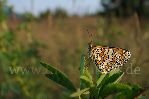 Gemeiner Scheckenfalter (Melitaea cinxia)