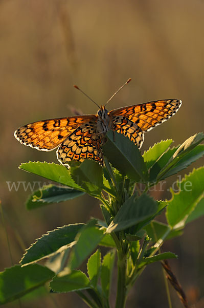 Gemeiner Scheckenfalter (Melitaea cinxia)