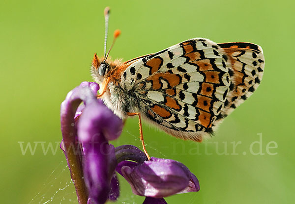 Gemeiner Scheckenfalter (Melitaea cinxia)