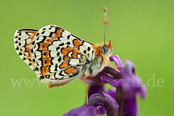 Gemeiner Scheckenfalter (Melitaea cinxia)