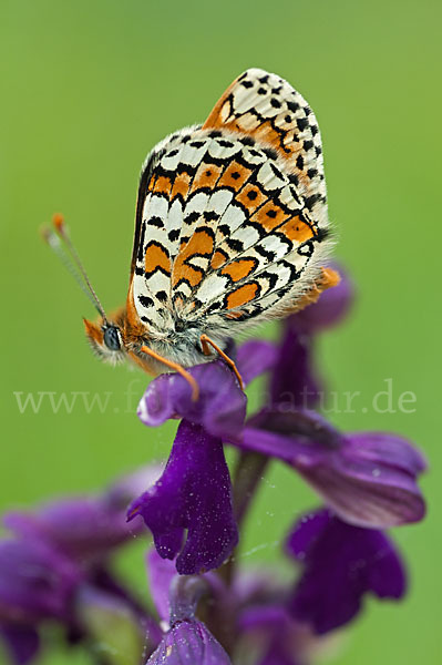 Gemeiner Scheckenfalter (Melitaea cinxia)