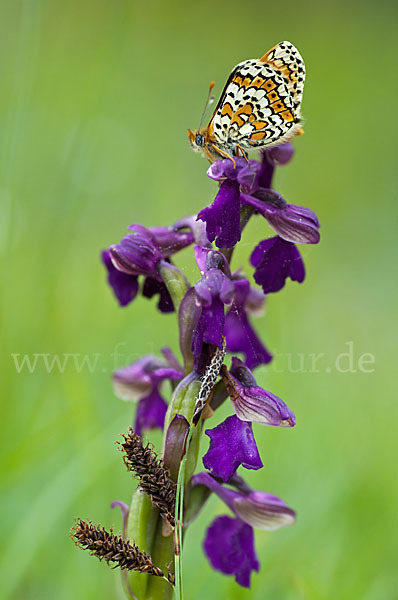 Gemeiner Scheckenfalter (Melitaea cinxia)