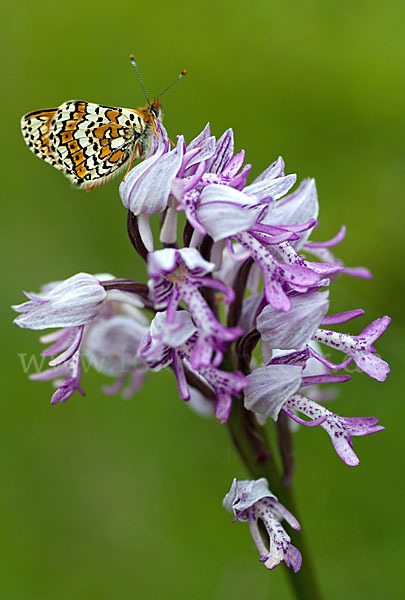 Gemeiner Scheckenfalter (Melitaea cinxia)