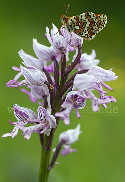 Gemeiner Scheckenfalter (Melitaea cinxia)