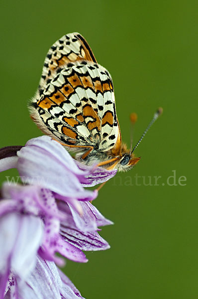 Gemeiner Scheckenfalter (Melitaea cinxia)