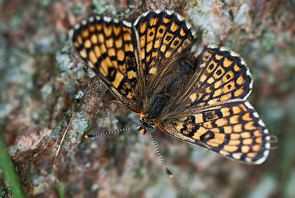 Gemeiner Scheckenfalter (Melitaea cinxia)