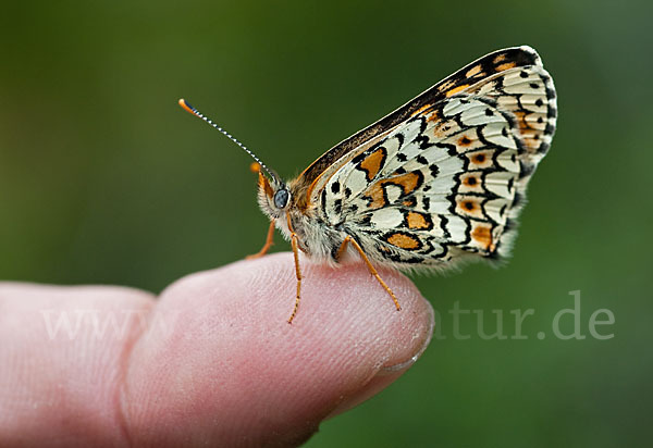 Gemeiner Scheckenfalter (Melitaea cinxia)