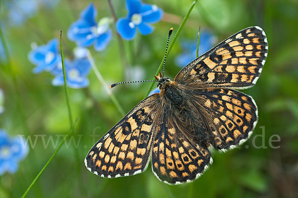 Gemeiner Scheckenfalter (Melitaea cinxia)