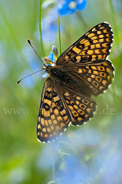 Gemeiner Scheckenfalter (Melitaea cinxia)