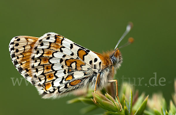 Gemeiner Scheckenfalter (Melitaea cinxia)