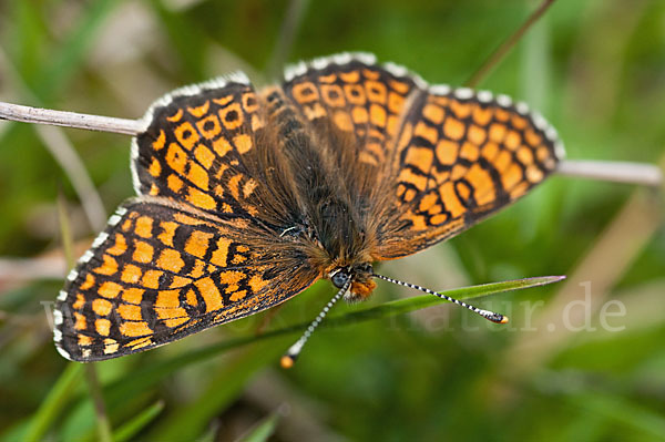 Gemeiner Scheckenfalter (Melitaea cinxia)