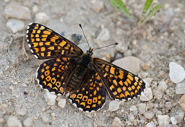 Gemeiner Scheckenfalter (Melitaea cinxia)