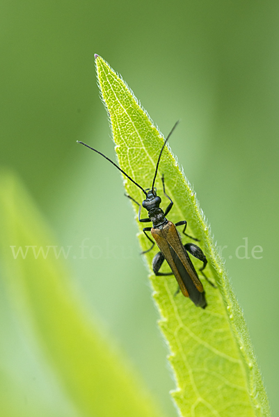 Gemeiner Scheinbockkäfer (Oedemera femorata)